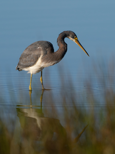 Croatan National Forest