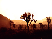 Joshua Tree National Park
