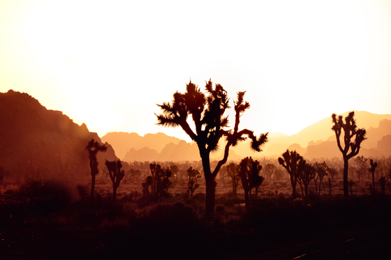 Joshua Tree National Park