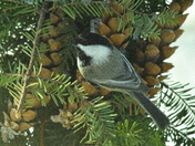Peanut butter and pine cones