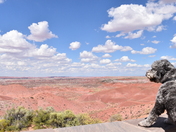 Petrified Forest National Park