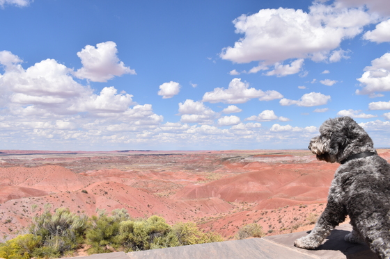 Petrified Forest National Park