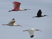 Merritt Island National Wildlife Refuge