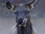 Great Smoky Mountains National Park