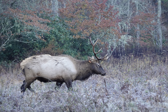 Great Smoky Mountain National Park