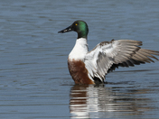 Merritt Island National Wildlife Refuge