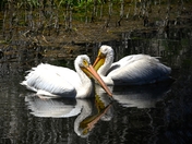Lower Klamath National Wildlife Refuge