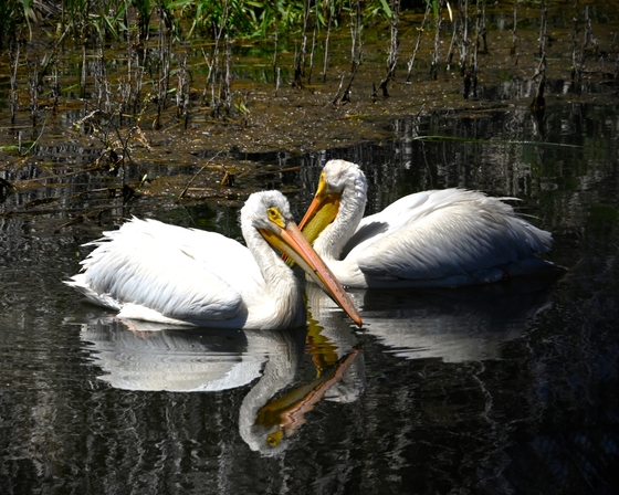 Lower Klamath National Wildlife Refuge