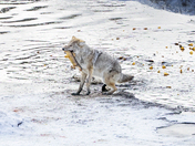 Grand Teton National Park