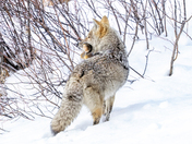 Grand Teton National Park