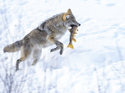 Grand Teton National Park