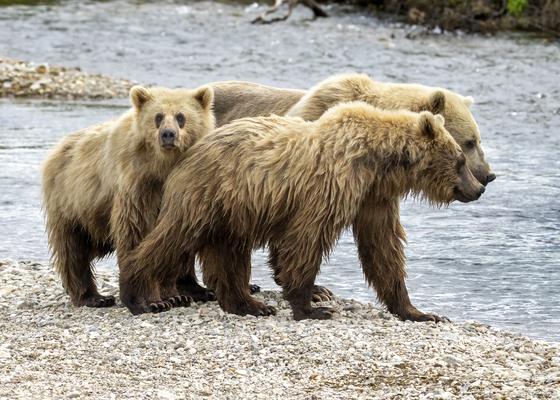 Katmai National Park