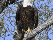 Lower Klamath National Wildlife Refuge