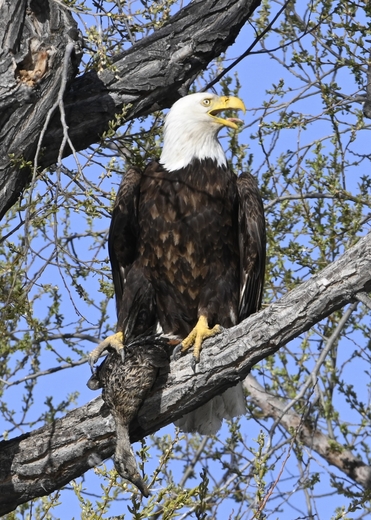 Lower Klamath National Wildlife Refuge