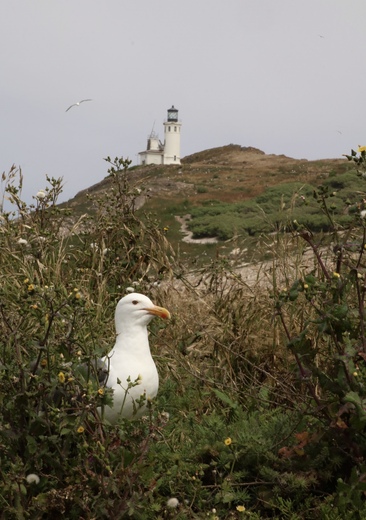 Channel Islands National Park