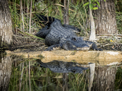 Big Cypress National Preserve