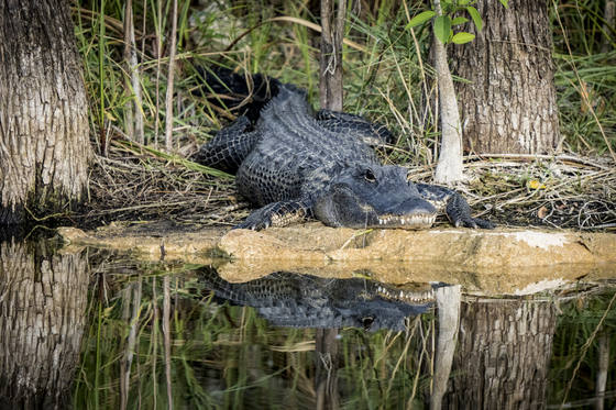 Big Cypress National Preserve
