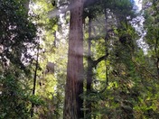 Redwood National and State Parks