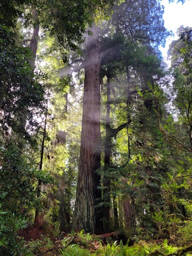 Redwood National and State Parks