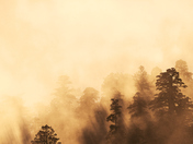 Redwood National and State Parks