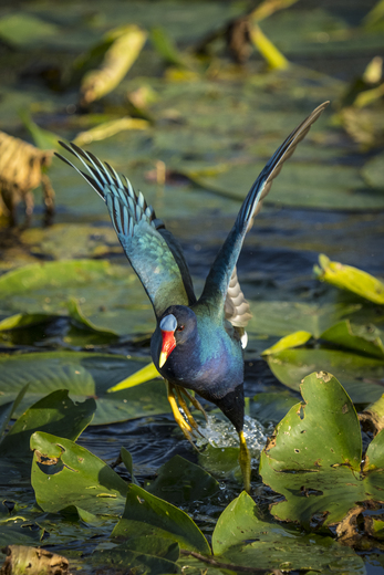 Everglades National Park