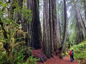 Redwood National and State Parks