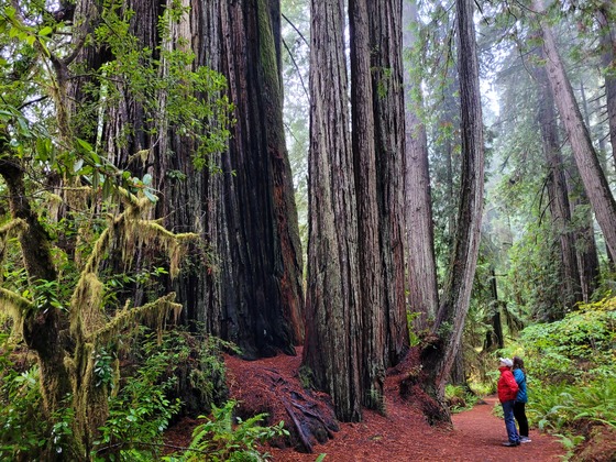 Redwood National and State Parks