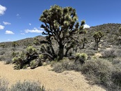 Joshua Tree National Park