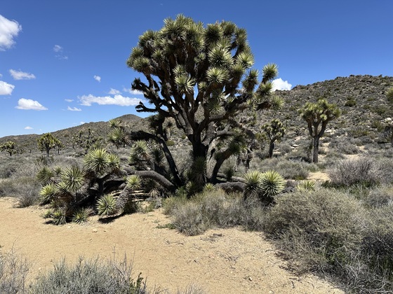 Joshua Tree National Park