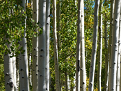 Kaibab National Forest