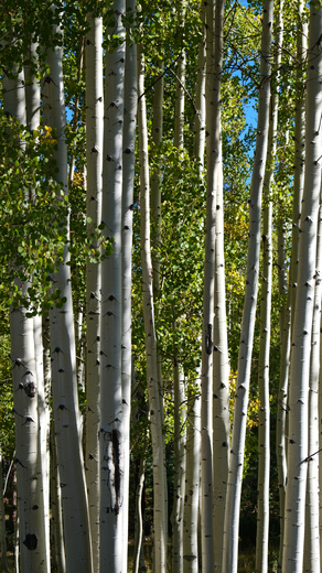 Kaibab National Forest