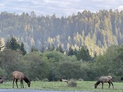 Redwoods National Park