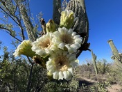 Saguaro National Park