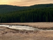 yellowstone national park