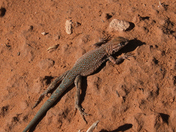 Arches National Park