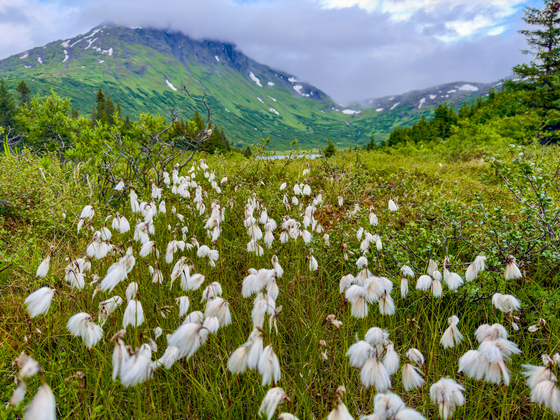 Chugach National Forest