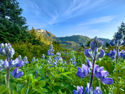 Chugach National Forest