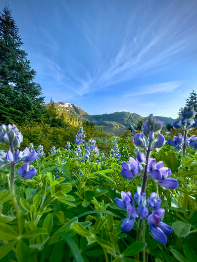 Chugach National Forest