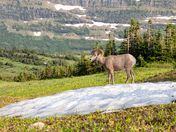 Glacier National Park