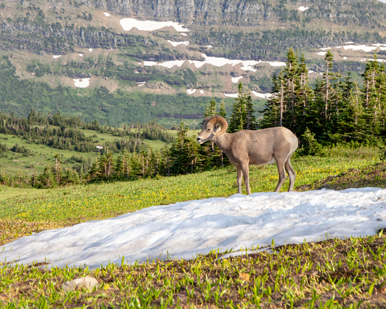Glacier National Park