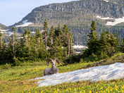 Glacier National Park