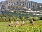 Glacier National Park