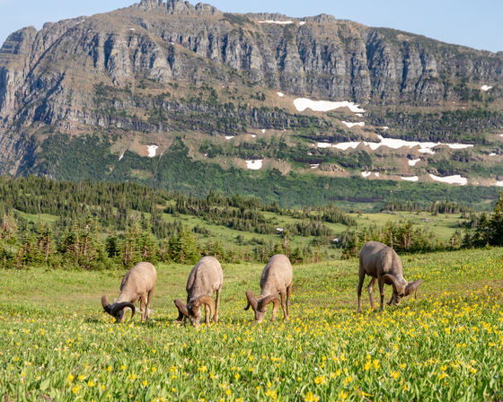 Glacier National Park