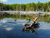 Acadia National Park