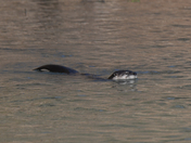 Ozark National Scenic Riverways