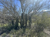 Saguaro National Park
