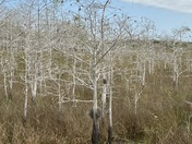 Everglades National Park