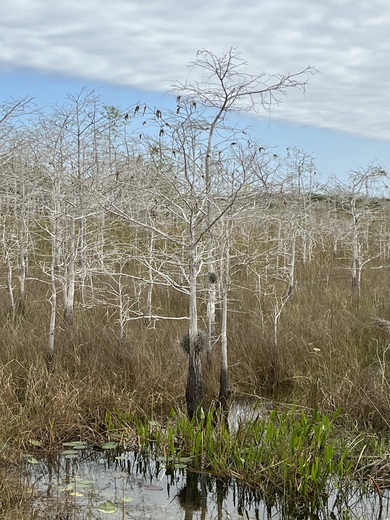 Everglades National Park