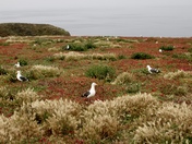 Channel Islands National Park