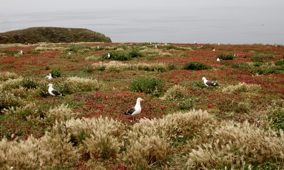 Channel Islands National Park